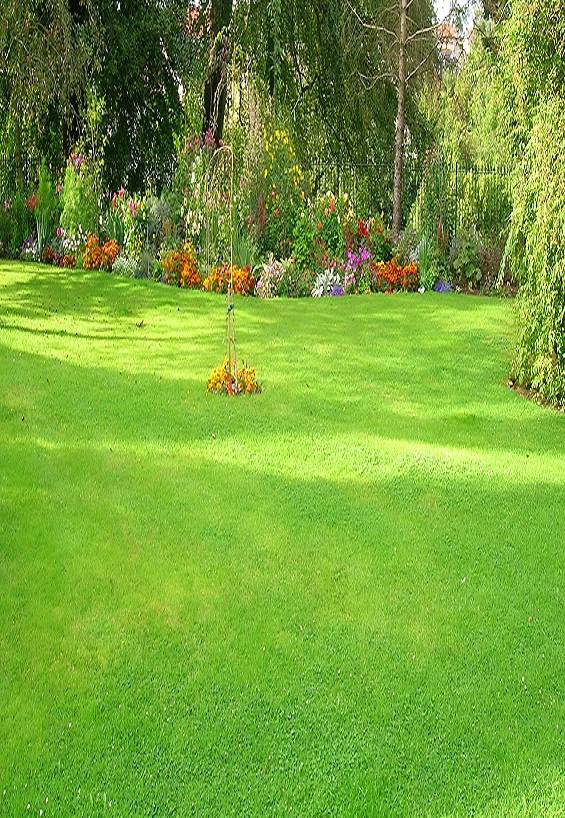 Green lawn
